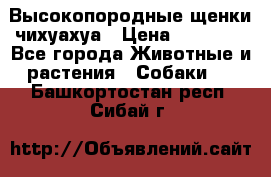 Высокопородные щенки чихуахуа › Цена ­ 25 000 - Все города Животные и растения » Собаки   . Башкортостан респ.,Сибай г.